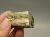 Petrified Wood Eden Valley Polished Limb Acrostichum #OA4