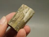 Petrified Wood Eden Valley Polished Limb Acrostichum #OA4