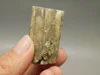 Petrified Wood Eden Valley Polished Limb Acrostichum #OA4