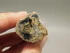 Petrified Wood Eden Valley Polished Limb Acrostichum #OA4