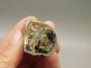 Petrified Wood Eden Valley Polished Limb Acrostichum #OA4