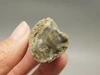 Petrified Wood Eden Valley Polished Limb Acrostichum #OA4