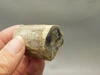 Petrified Wood Eden Valley Polished Limb Acrostichum #OA4