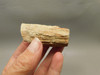 Petrified Wood Eden Valley Polished Limb Acrostichum #OA5