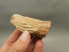 Petrified Wood Eden Valley Polished Limb Acrostichum #OA5