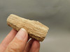 Petrified Wood Eden Valley Polished Limb Acrostichum #OA5