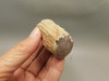 Petrified Wood Eden Valley Polished Limb Acrostichum #OA5