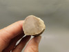 Petrified Wood Eden Valley Polished Limb Acrostichum #OA5