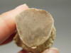 Petrified Wood Eden Valley Polished Limb Acrostichum #OA5