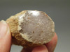 Petrified Wood Eden Valley Polished Limb Acrostichum #OA5
