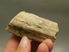 Petrified Wood Eden Valley Polished Limb Acrostichum #OA7