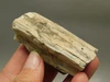 Petrified Wood Eden Valley Polished Limb Acrostichum #OA7
