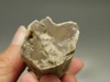 Petrified Wood Eden Valley Polished Limb Acrostichum #OA7