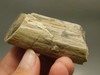 Petrified Wood Eden Valley Polished Limb Acrostichum #OA7