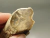 Petrified Wood Eden Valley Polished Limb Acrostichum #OA7