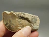 Petrified Wood Eden Valley Polished Limb Acrostichum #OA7