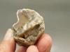 Petrified Wood Eden Valley Polished Limb Acrostichum #OA7