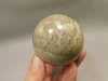 Petrified Palm Wood Sphere 2.15 inch Stone Fossil Indonesia #O36