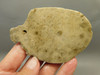 Petoskey Stone Slab Unpolished Rough Rock Fossil Michigan #O1