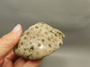 Petoskey Stone Slab Unpolished Rough Rock Fossil Michigan #O2