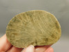 Petoskey Stone Slab Unpolished Rough Rock Fossil Michigan #O2