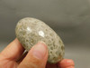 Petoskey Stone Slab Unpolished Rough Rock Fossil Michigan #O2