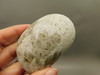 Petoskey Stone Slab Unpolished Rough Rock Fossil Michigan #O2