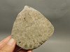 Petoskey Stone Slab Unpolished Rough Rock Fossil Michigan #O4