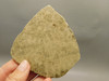Petoskey Stone Slab Unpolished Rough Rock Fossil Michigan #O4