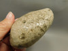 Petoskey Stone Unpolished Rough Rock Fossil Michigan #O8