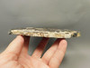 Petrified Wood Polished Slab Oak Swartz Canyon Oregon #O142-1