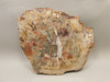 Petrified Rainbow Wood Stone Slab Polished Round Red Arizona #O148-1