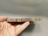 Petrified Rainbow Wood Stone Slab Polished Round Red Arizona #O148-1