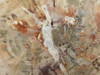 Petrified Rainbow Wood Stone Slab Polished Round Red Arizona #O148-1