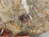 Petrified Rainbow Wood Stone Slab Polished Round Red Arizona #O148-1