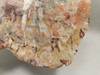 Petrified Rainbow Wood Stone Slab Polished Round Red Arizona #O148-1