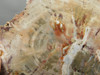 Petrified Rainbow Wood Stone Slab Polished Round Red Arizona #O148-1