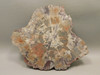 Petrified Rainbow Wood Stone Slab Polished Round Red Arizona #O148-2