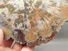 Petrified Rainbow Wood Stone Slab Polished Round Red Arizona #O148-2