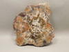 Petrified Rainbow Wood Stone Slab Polished Round Red Arizona #O148-2