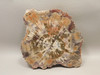Petrified Rainbow Wood Stone Slab Polished Round Red Arizona #O148-2
