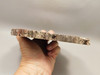 Petrified Rainbow Wood Stone Slab Polished Round Red Arizona #O148-2