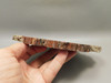 Petrified Rainbow Wood Stone Slab Polished Round Red Arizona #O148-2
