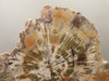 Petrified Rainbow Wood Stone Slab Polished Round Red Arizona #O148-2