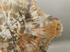 Petrified Rainbow Wood Stone Slab Polished Round Red Arizona #O148-2