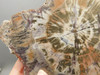 Petrified Rainbow Wood Stone Slab Polished Round Red Arizona #O148-2