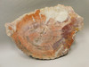 Petrified Rainbow Wood Stone Slab Polished Round Red Arizona #O148-3