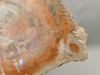 Petrified Rainbow Wood Stone Slab Polished Round Red Arizona #O148-3
