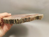 Petrified Rainbow Wood Stone Slab Polished Round Red Arizona #O148-3
