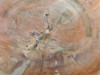 Petrified Rainbow Wood Stone Slab Polished Round Red Arizona #O148-3